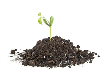 Young sprout of soy in soil humus on a white background