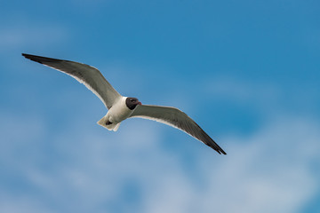 Sea gull flying in the blue sunny sky over the coast of atlantic