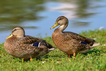 Naklejka na ściany i meble Two Mottled Duck (Anas fulvigula) a rest on the lake shore