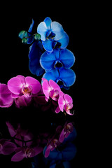 Fototapeta na wymiar orchid pink and blue flower