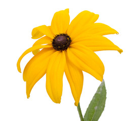 Beautiful yellow garden flower, isolated on white background. Cl