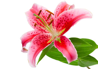 Beautiful pink lily isolated on white backgroynd, close up.