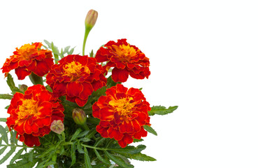 Beautiful flowers marigolds, closeup and blank place for your te