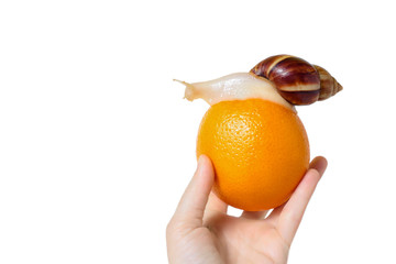 Brown and White banded Snail with Orange