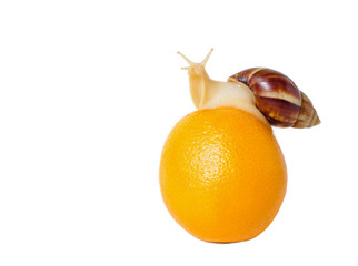 Brown and White banded Snail with Orange