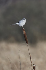 Obraz premium Northern grey shrike (Lanius excubitor)