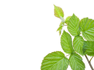 Green raspberry leaves, branch, with blank place for your text.