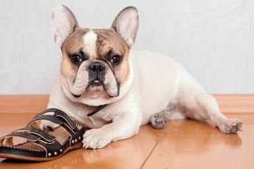 bulldog chewing on slippers