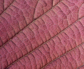 Red leaf background texture, macro, close up