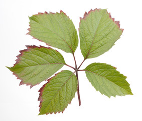 Green leafs isolated on a white