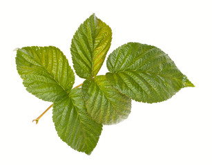 Naklejka na ściany i meble Green raspberry leaves, branch. Isolated on a white background,