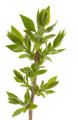 Green branch, young sprouts with leaves, isolated on white backg