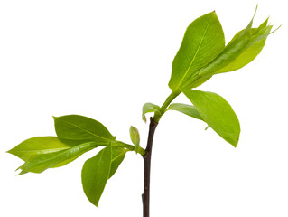 Green branch, young sprouts with leaves, isolated on white backg