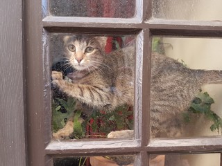 Jeune Chat derrière une fenêtre