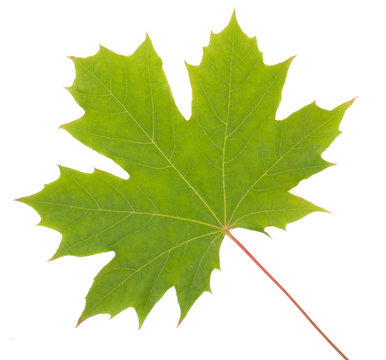 Green Maple Leaf, seasonal concept isolated on white background,