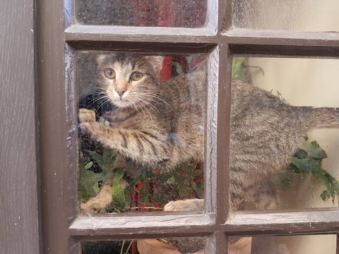 Jeune Chat derri&egrave;re une fen&ecirc;tre