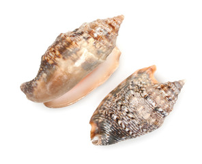 Pair of sea shells isolated on white. Top wiev, close up.