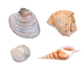 Set of sea shells isolated on white