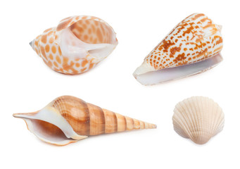 Set of sea shells isolated on white