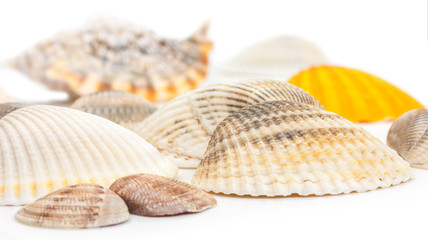 Seashells background with nice bokeh isolated on a white