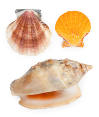 Pair of sea shells isolated on white. Top wiev, close up.
