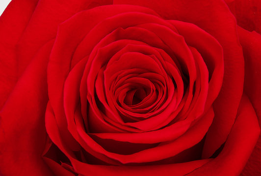 Flower of red rose macro, close-up.