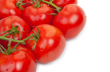 Branch of fresh tomatoes with water drops, isolated on white, to