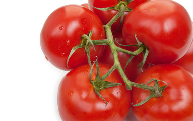 Branch of fresh tomatoes with water drops isolated on white top