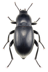 Black darkling beetle Blaps lethifera isolated on white background, dorsal view of beetle.