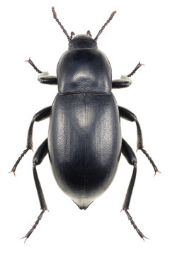 Black darkling beetle Blaps lethifera isolated on white background, dorsal view of beetle.