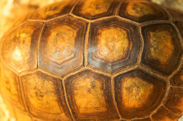 Tortoise shell background