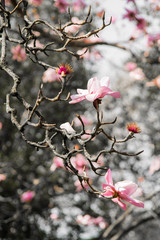 Pink Magnolia Branch