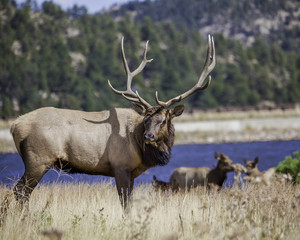 Bull Elk standing by lake