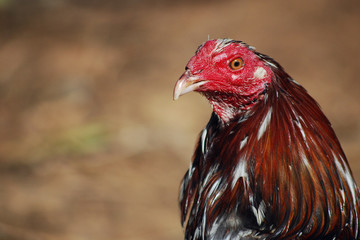 Gallo de pelea