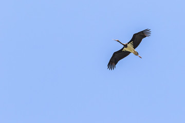 Schwarzstorch (Ciconia nigra)