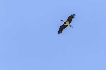 Schwarzstorch (Ciconia nigra)