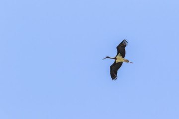 Schwarzstorch (Ciconia nigra)