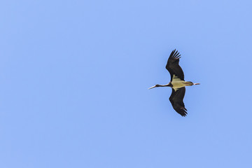 Schwarzstorch (Ciconia nigra)