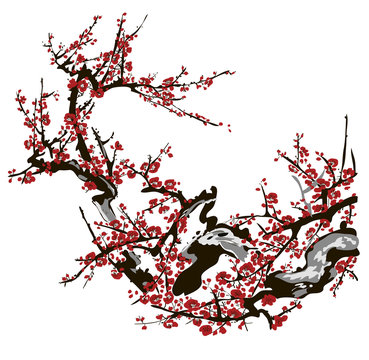 Realistic sakura blossom - Japanese cherry tree isolated on white background
