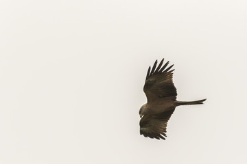 Schwarzmilan (Milvus migrans)