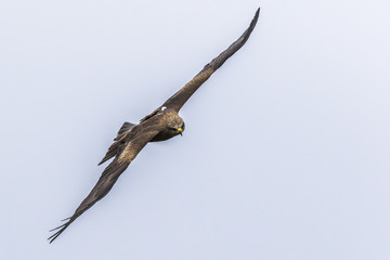 Schwarzmilan (Milvus migrans)
