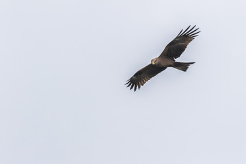 Schwarzmilan (Milvus migrans)