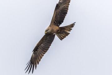 Schwarzmilan (Milvus migrans)