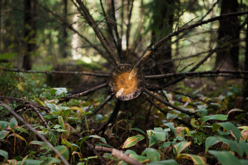 Cut dry tree with branches in a forest