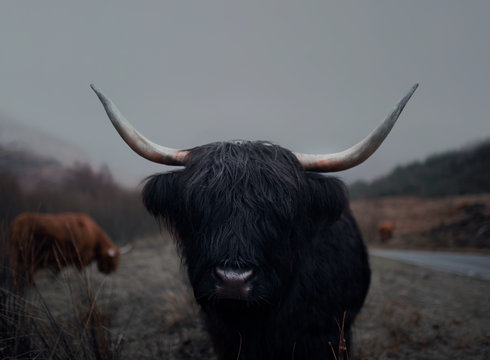 Highland cow standing outdoors