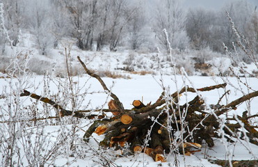 Firewood for the campfire