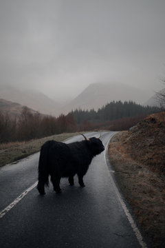 Cow on a Road