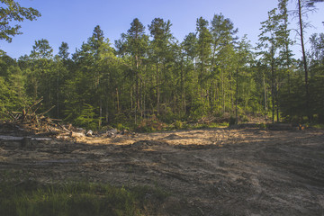 Effects of logging