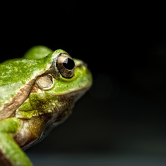 Tree frog (Hyla arborea)