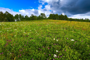 green meadow, trees, landscape Russian.
